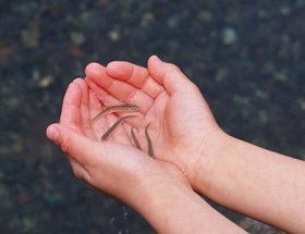 ��ʳ������ʮ���ֲ���Ǯ�ķ��� ͬ����