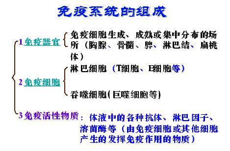 免疫系统
