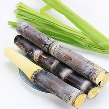 甘蔗营养价值高