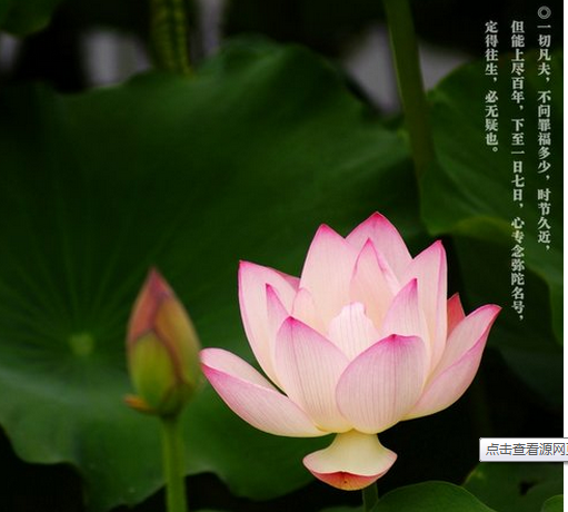 【素食与养生】如何吃素及吃素与学佛关系