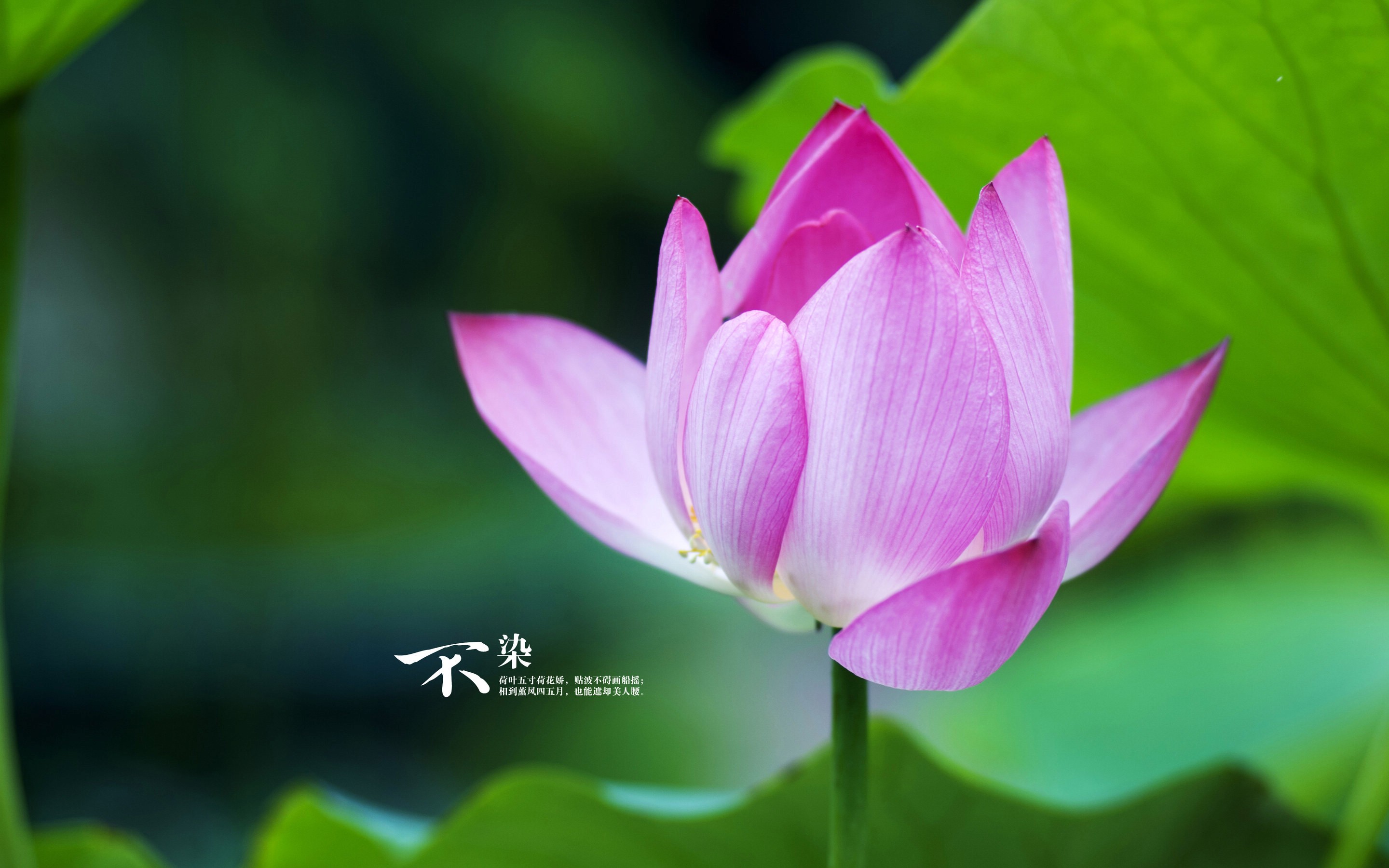 佛菩萨为什么都坐莲花?