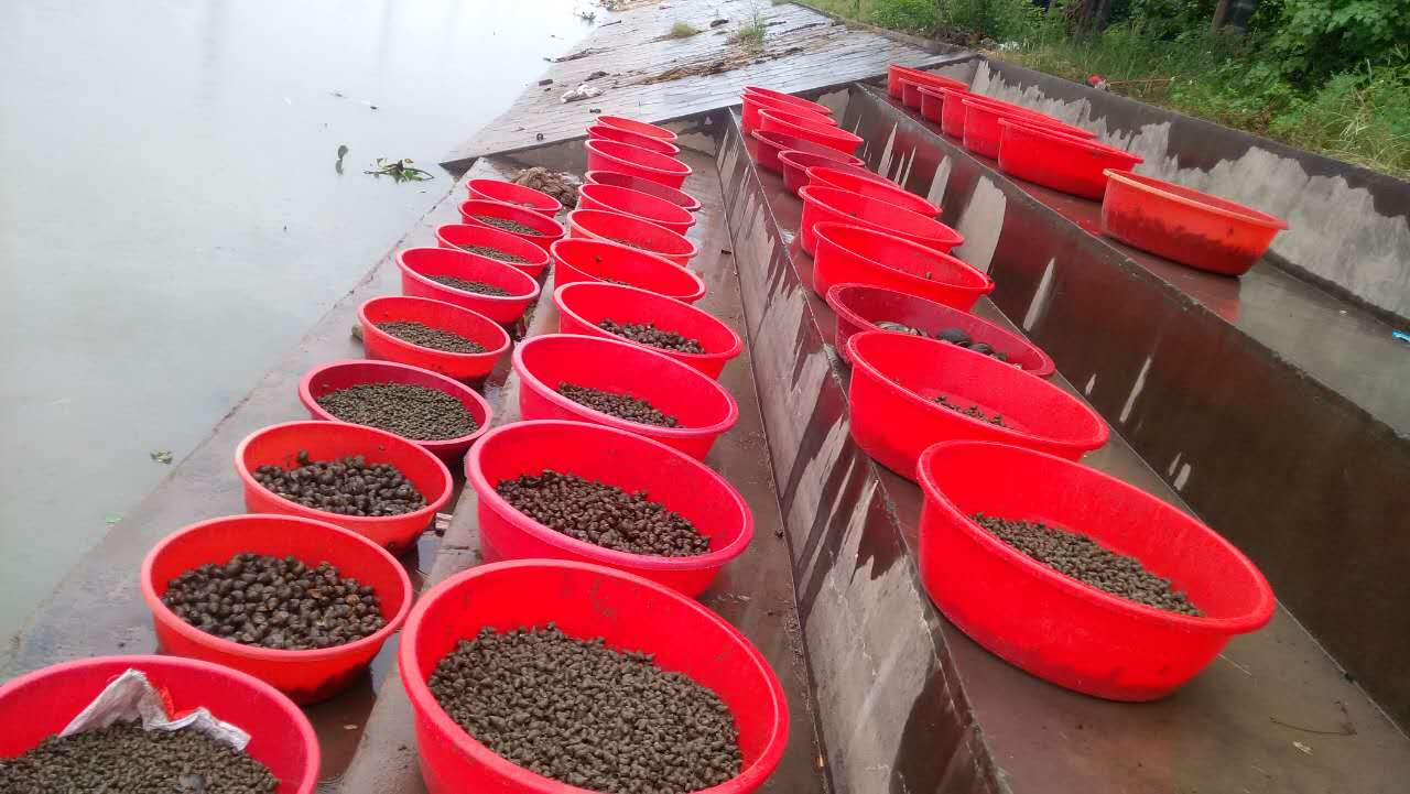 【燃灯佛诞玉林印心宗放生活动】