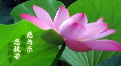 善是万病之药,慈悲是长寿的秘方!