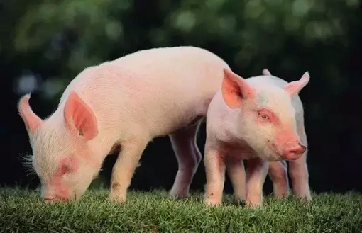 素食竟然比肉食有营养!想健康的都看看吧♡转给最爱的人