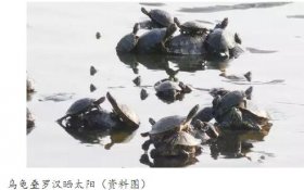 ��ʳ�����˸��