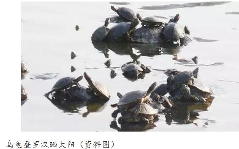 素食养生的好处