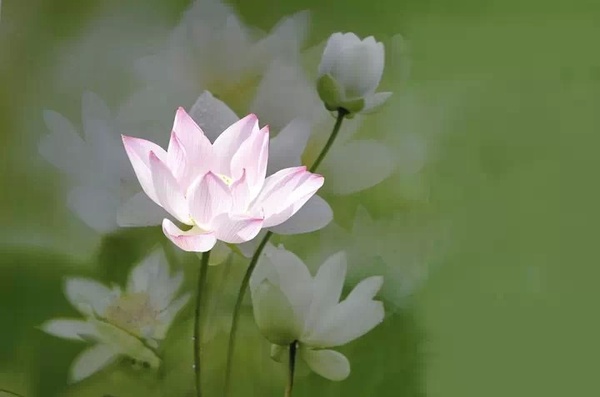 【素食养生】佛說吃葱蒜等五辛之害