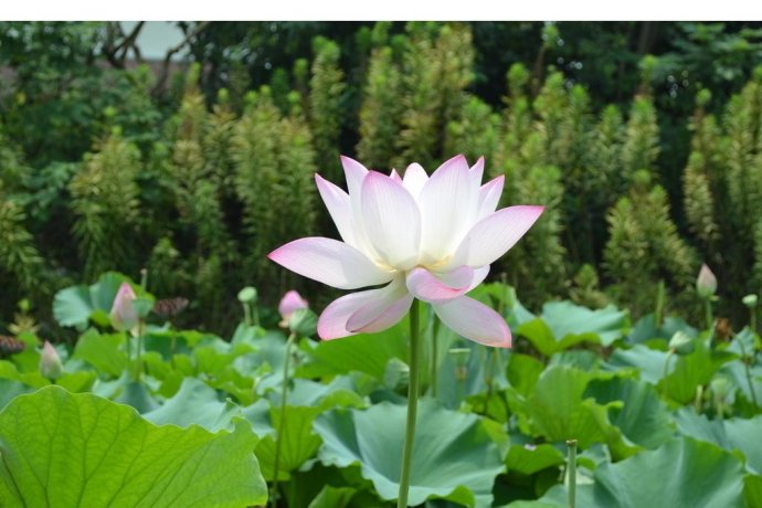 ������̻�ɫ�鼮��